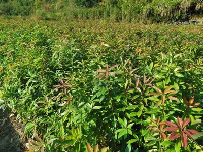 福新苗圃 專注木荷大田苗培育，通州銷售服務(wù)至上