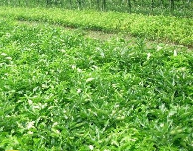 三紅蜜柚苗圃指南 平和陳桂富蜜柚苗的價(jià)格與價(jià)值解析