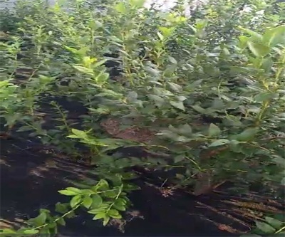 煙臺(tái)都克藍(lán)莓苗 種植技術(shù)與苗圃培育銷售全攻略