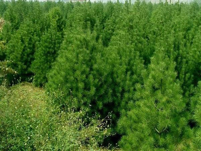 白皮松科學種植與苗圃管理 株距行距優化指南