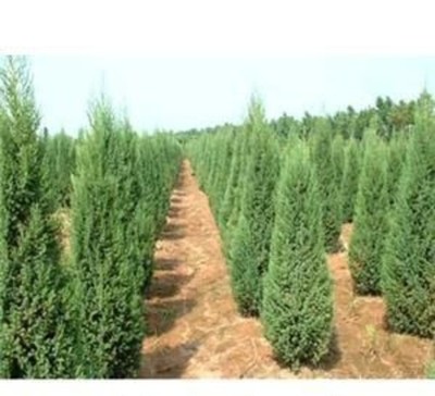 大連綠化苗木苗圃 聯系渠道與一站式培育銷售服務指南