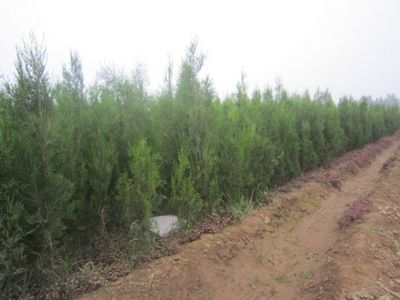 墓地綠化選擇 側(cè)柏與塔柏的對(duì)比分析——以河北定州市明遠(yuǎn)苗圃場(chǎng)為例