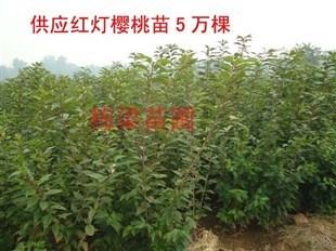 云南棟梁苗圃 專業培育，專供優質全紅突圍桃樹苗