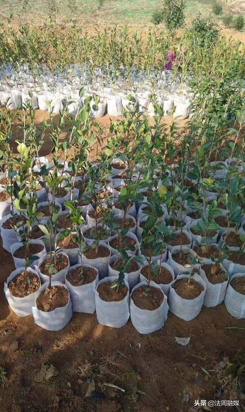 澧縣苗圃 精心培育80萬株優質油茶苗，助推產業繁榮與鄉村振興