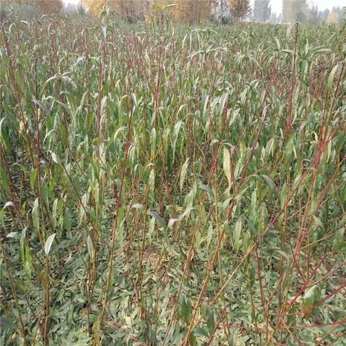 映霜紅桃樹苗 苗圃直銷，高成活率的優質之選