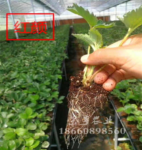 大興久香草莓苗批發價格解析 苗圃培育與市場銷售的全面指南